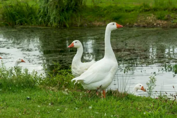 Goose Spirit Životinje Značenje