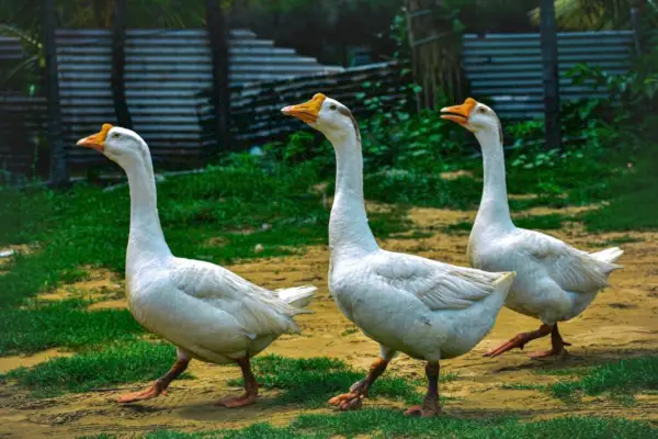 Goose Totem Eläimen merkitys