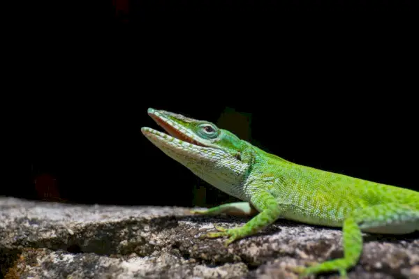 Grøn Anole Symbolik og Betydning