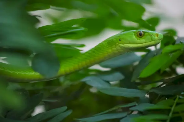 Simbolismo e significato del Mamba verde occidentale