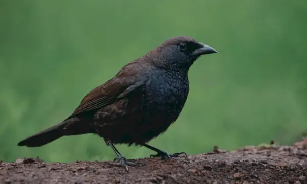 カウバードの色による象徴性