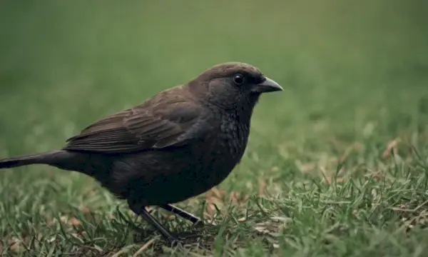 burung koboi