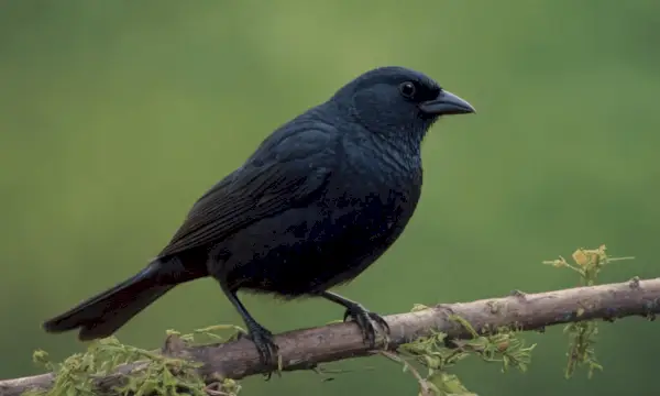 Simbolism cowbird