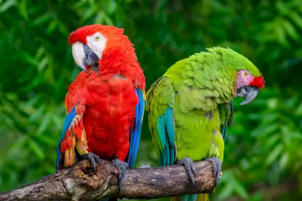 Scarlet un Military Macaws (Ara militaris un Ara Macao). Aru pāris uzsēdies uz sausa zara