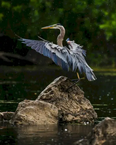 Heron symbolismi ja merkitys