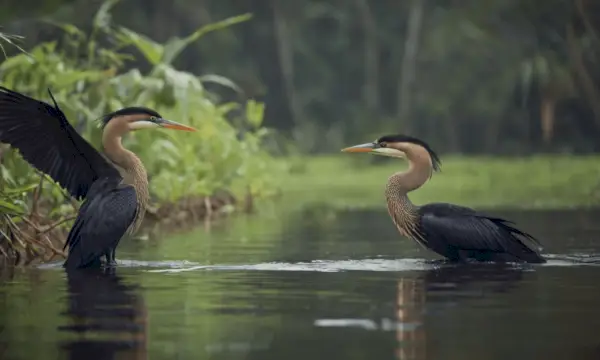 Anhinga 꿈과 전조