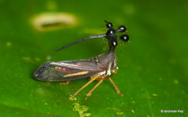 Simbolism și semnificație brazilian Tree Hopper