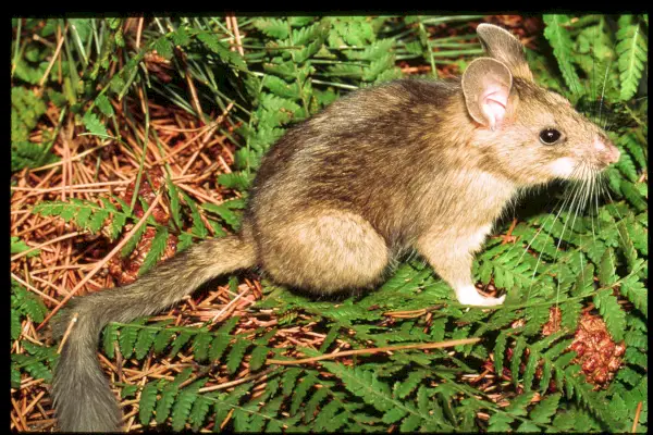 Rata de bosque de cola tupida