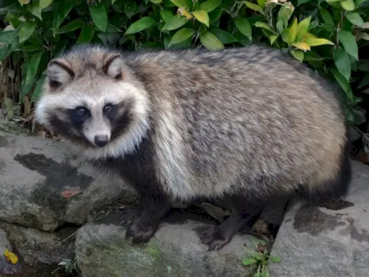 Tanuki i Higashiyama Zoo - 3