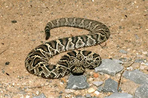 Eastern Diamondback Rattlesnake -symbolismi ja merkitys