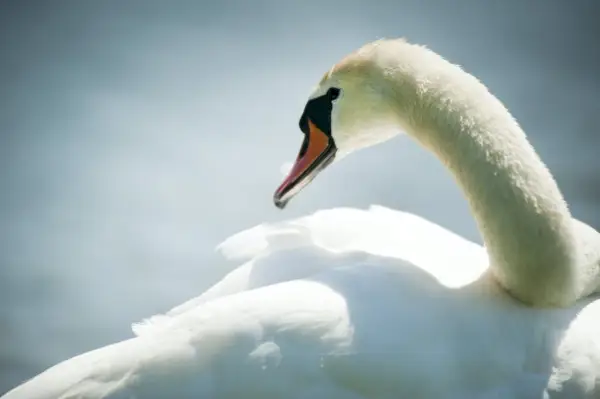 cigno bianco