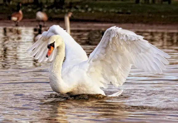 Symbolika a význam labutí