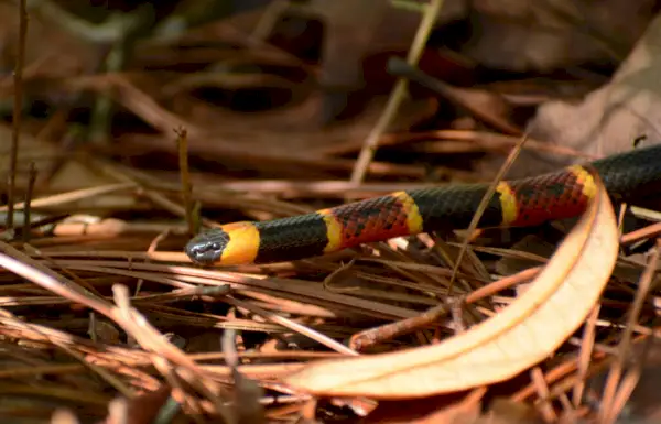 Eastern Coral Snake symbolik och betydelse