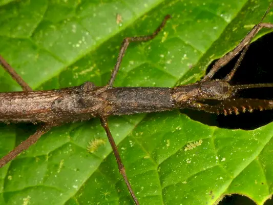 Phasmatodea (Stick Bug) Symbolik und Bedeutung