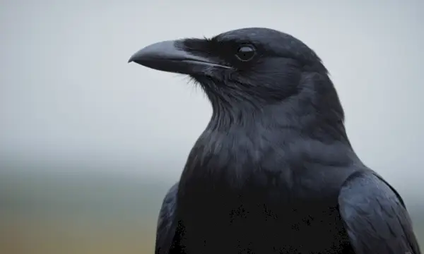 Kråksymbolik efter kultur