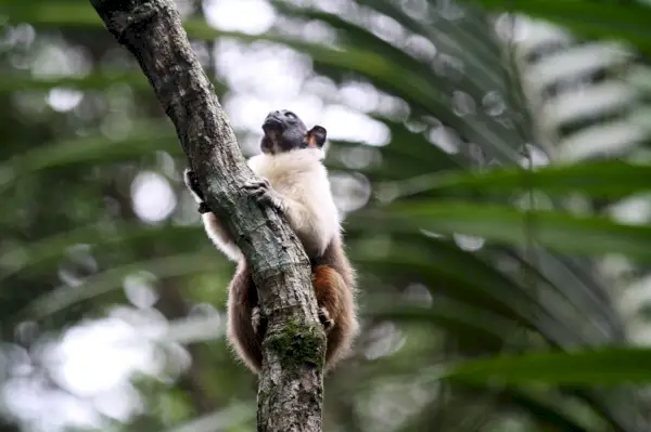 Bonte Tamarin