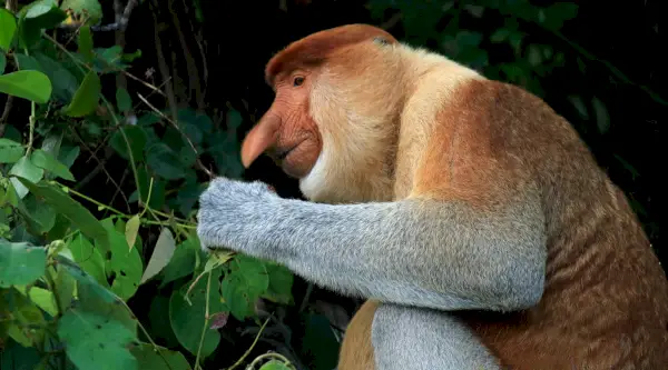 Proboscis Monkey - Nasalis larvatus