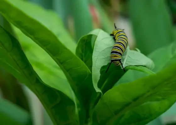 हरे पौधे पर मोनार्क कैटरपिलर