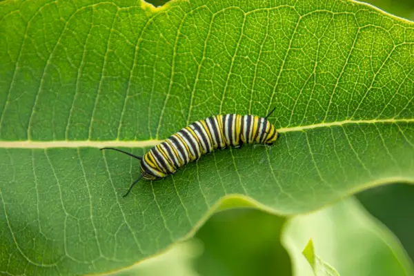 oruga marrón y negra sobre hoja verde