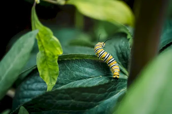 oruga amarilla y negra sobre hoja verde