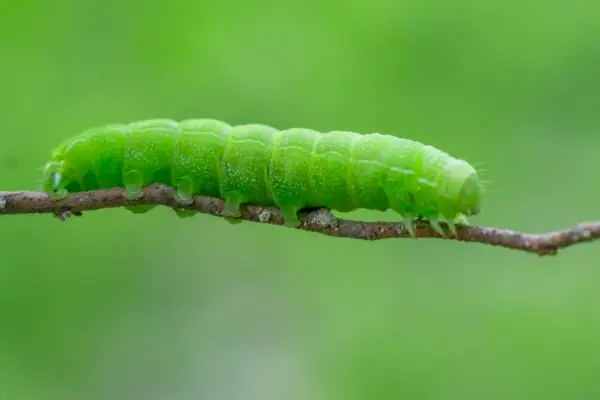 zelena gosenica na rjavem steblu na fotografiji od blizu podnevi