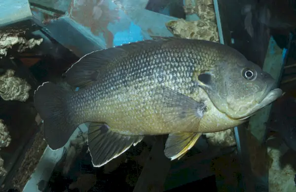 зелена слънчева риба (Lepomis cyanellus)