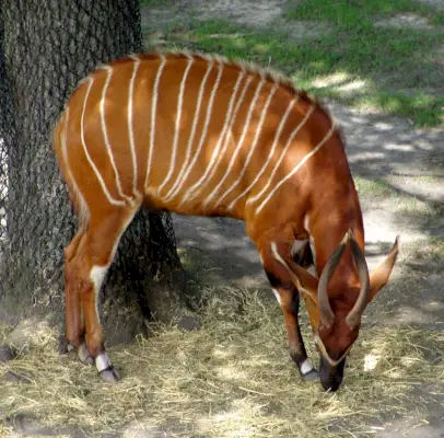 Bongó {tragelaphus eurycerus}