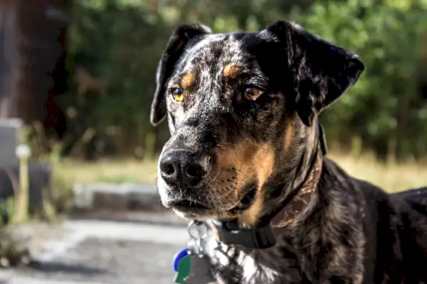 Symbolisme et signification du léopard de Catahoula