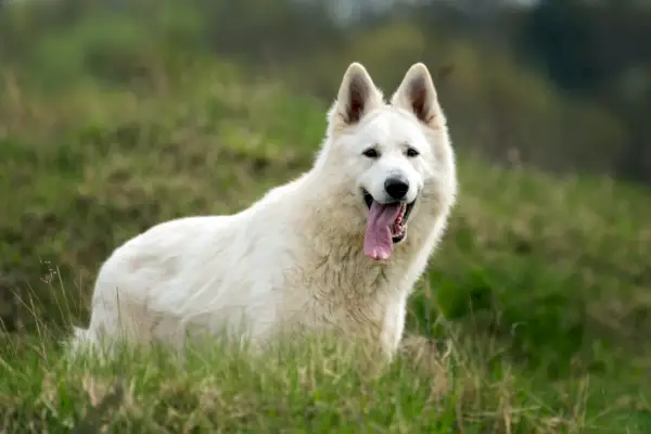 Berger Blanc Suisse Baltais vācu aitu suns