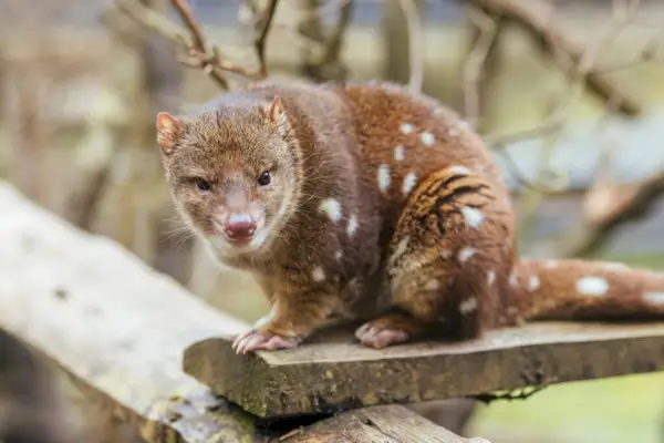 Spotted Tail Quoll в Тасманії, Австралія