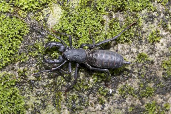 Uropygi simbolizam i značenje: razotkrivanje misterija škorpiona biča