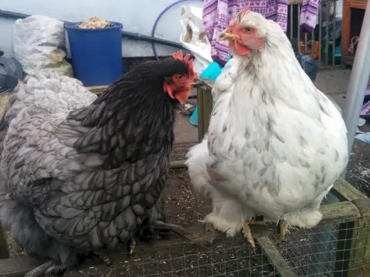 Symbolisme et signification du poulet Cochin