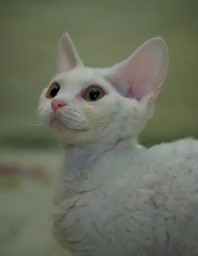 Bijela Devon Rex mačka po imenu Ghost