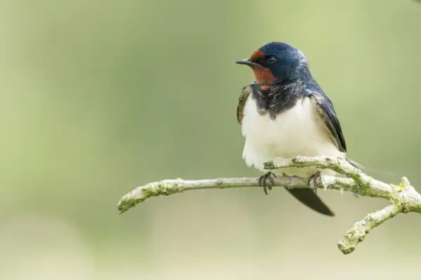 Blauer und weißer Vogel auf einem Ast