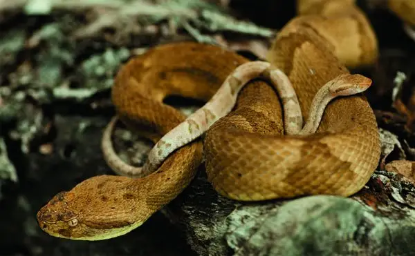 Символика и значение на Golden Lancehead