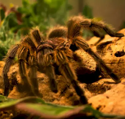 Tarantula szimbolizmus az álmokban