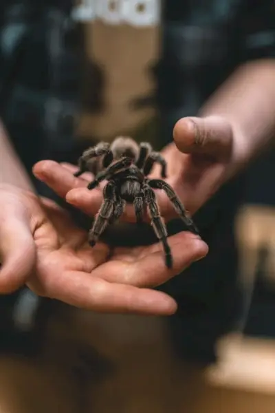 Simbolisme Tarantula dalam Budaya dan Cerita Rakyat