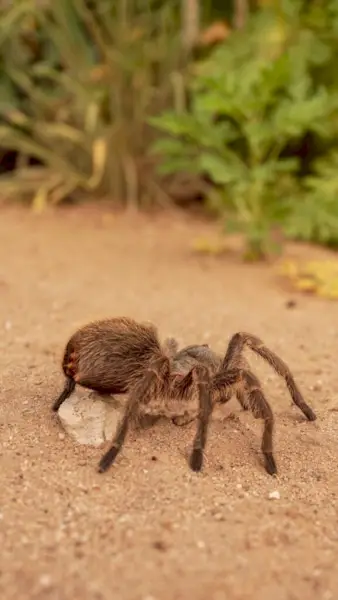 Snovi tarantule: otkrivanje simbolizma, poruka i spoznaja o duhovnim životinjama