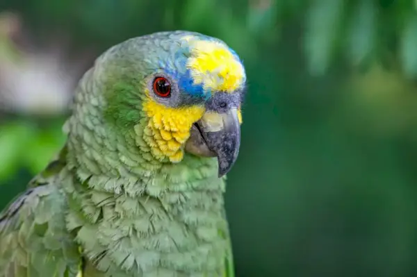 Oranžā spārnotā Amazone (amazona amazonica). Skaista papagaila portrets brīvībā