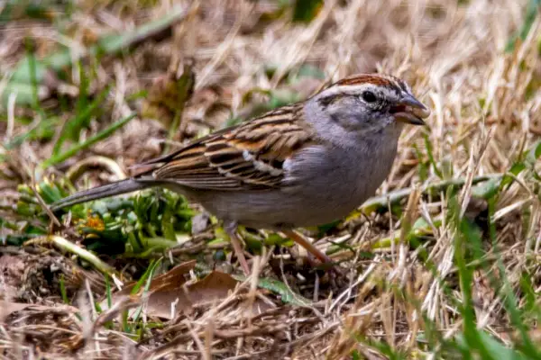 Chipping Sparrow ความหมายในฝัน