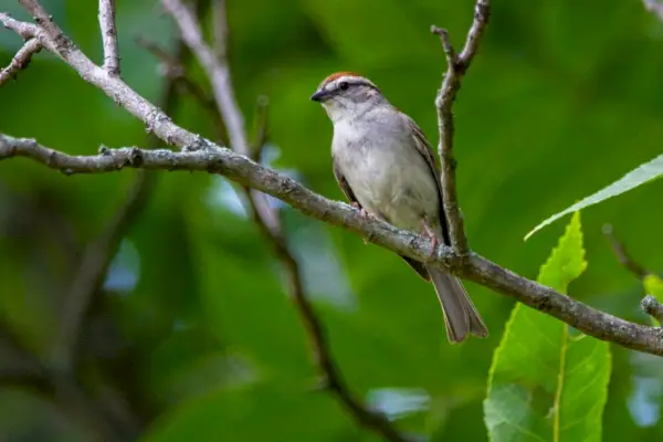 Hlbší význam Chipping Sparrow