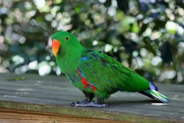 Eclectus papūga (Electus roratus)