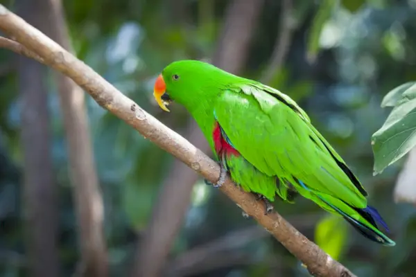 Eclectus papegoja symbolik och betydelse