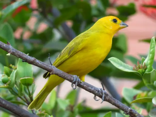 Simbolisme dan Arti Burung Kenari Belgia