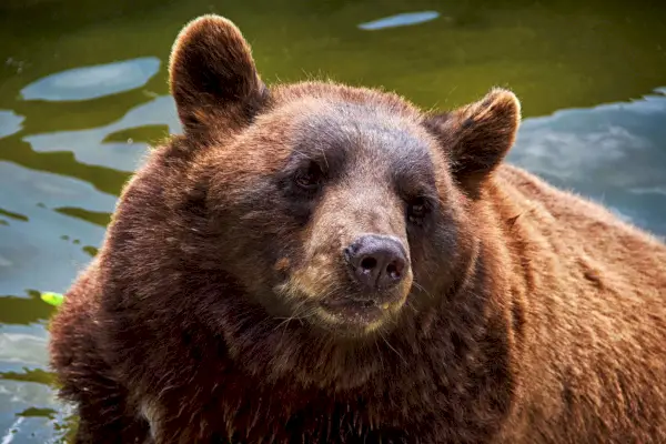 Kanel sort bjørn (Ursus americanus cinnamomum)