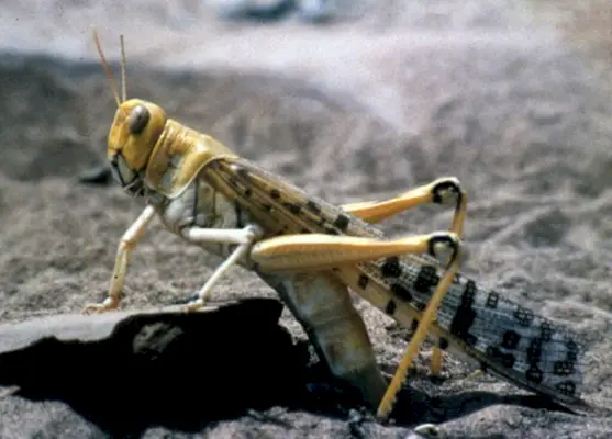 La locusta del deserto, Schistocerca gregaria