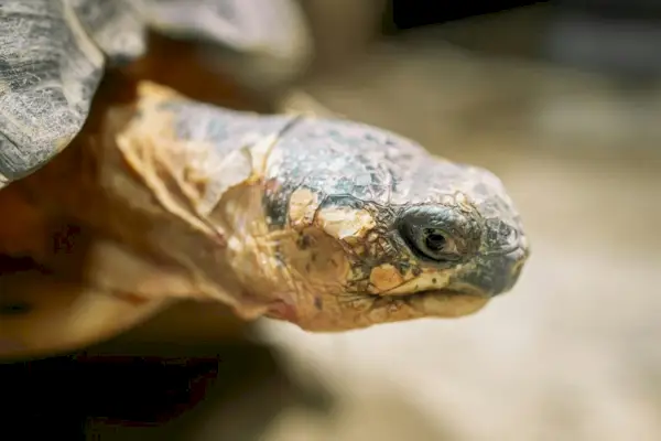 Close-up van uitgestraalde schildpad in zijn leefgebied op het land. Mooie schildpad - zeldzame soort, Madagaskar