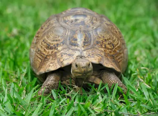 Schildpad in gras