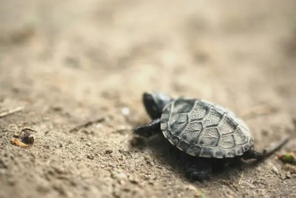 Simbolisme de la tortuga: una immersió en el seu profund significat espiritual