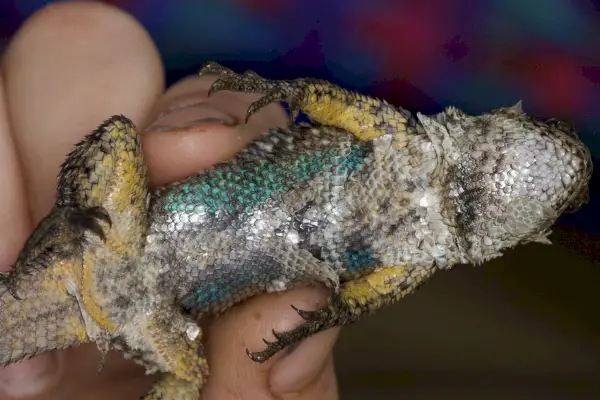 Blue Belly of Shedding Western Fence Lizard (Sceloporus occidentalis)